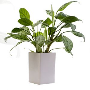 Indoor-Evergreen-Oxygen-Plant